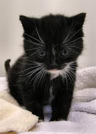 Oddam małą 3 miesięczną kocice czarną z białą krawatką!!!